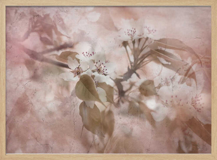 Soft Pink Blossoms - Floral Photographic Stretched Canvas Poster or Fine Art Print