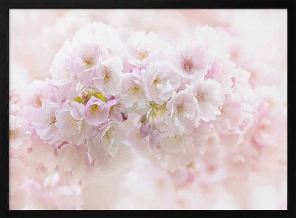 Soft Pink Blossoms - Floral Photographic Stretched Canvas Poster or Fine Art Print