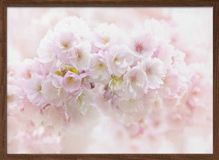 Soft Pink Blossoms - Floral Photographic Stretched Canvas Poster or Fine Art Print