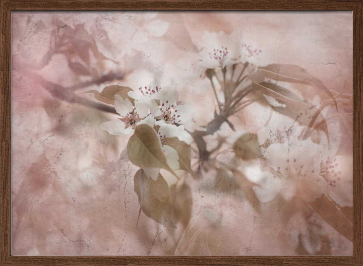 Soft Pink Blossoms - Floral Photographic Stretched Canvas Poster or Fine Art Print