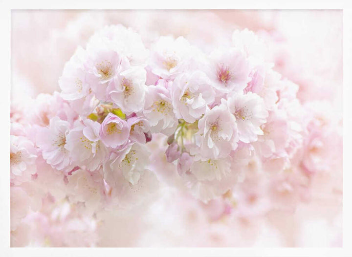 Soft Pink Blossoms - Floral Photographic Stretched Canvas Poster or Fine Art Print
