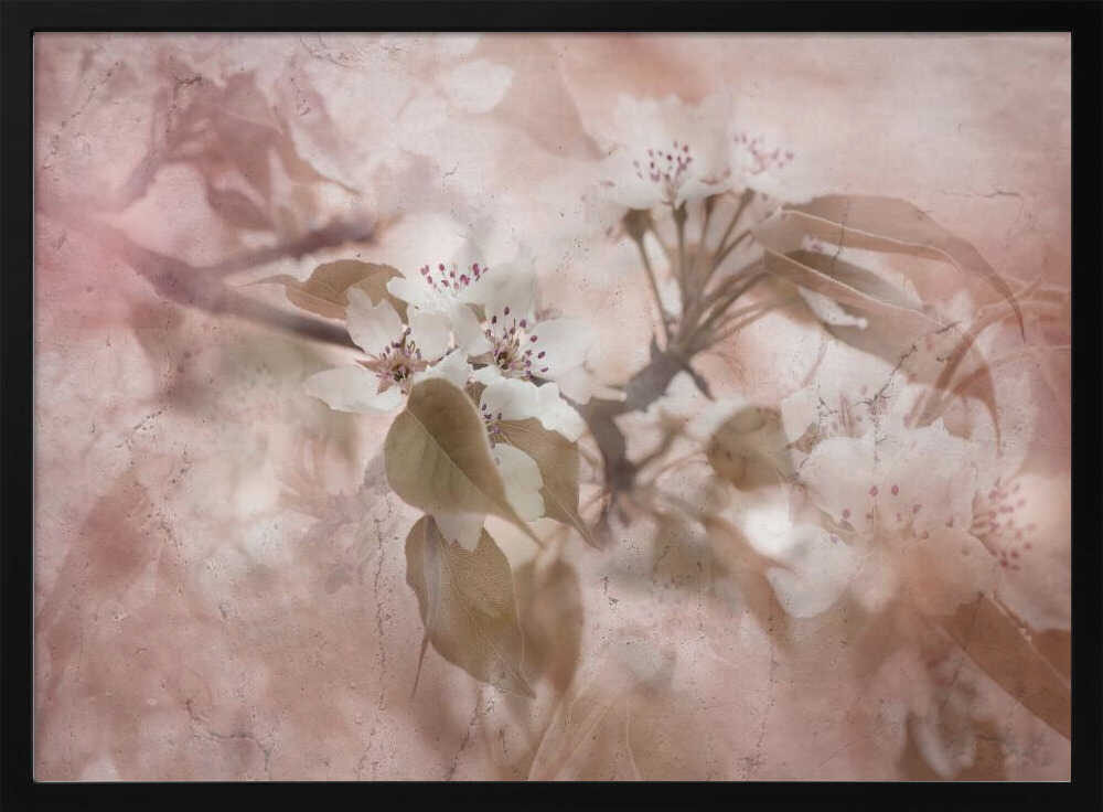 Soft Pink Blossoms - Floral Photographic Stretched Canvas Poster or Fine Art Print
