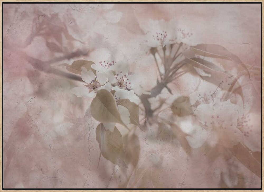 Soft Pink Blossoms - Floral Photographic Stretched Canvas Poster or Fine Art Print