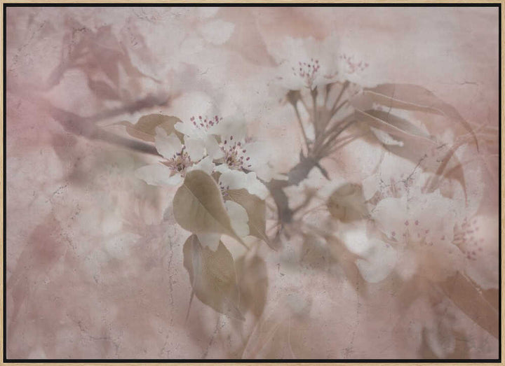 Soft Pink Blossoms - Floral Photographic Stretched Canvas Poster or Fine Art Print