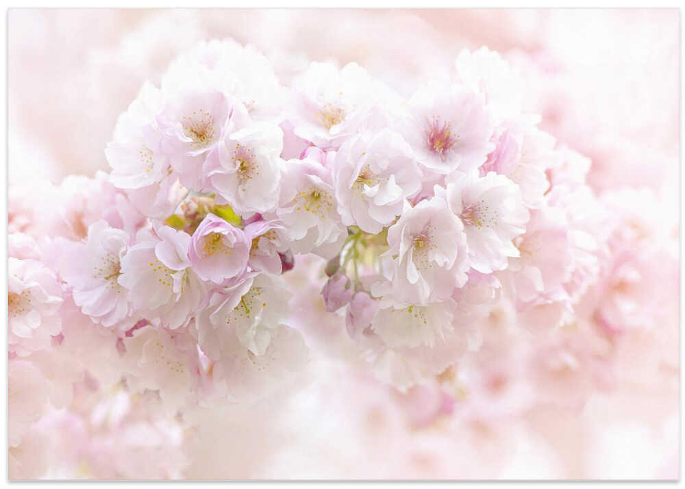 Soft Pink Blossoms - Floral Photographic Stretched Canvas Poster or Fine Art Print