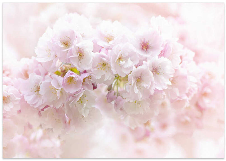Soft Pink Blossoms - Floral Photographic Stretched Canvas Poster or Fine Art Print