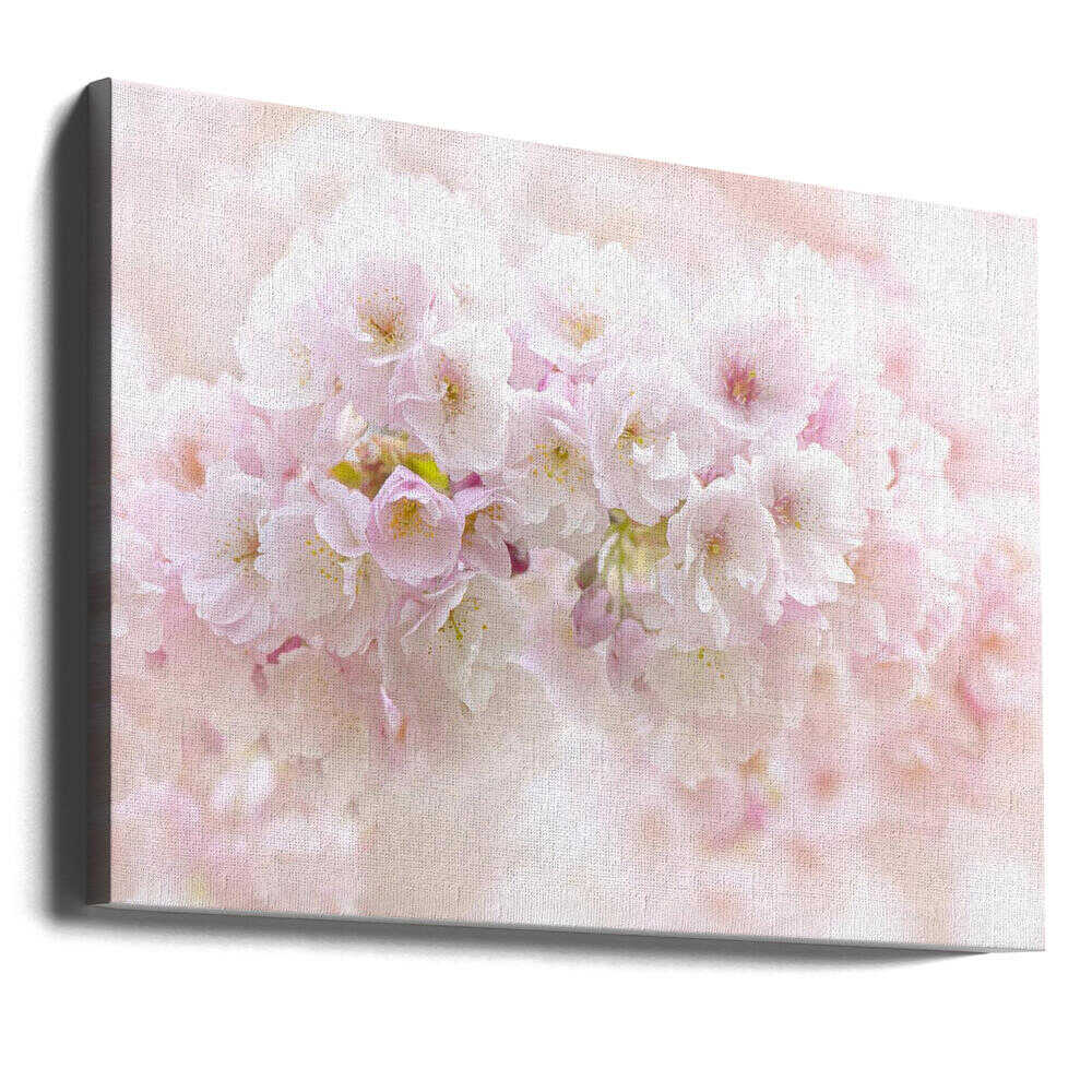 Soft Pink Blossoms - Floral Photographic Stretched Canvas Poster or Fine Art Print