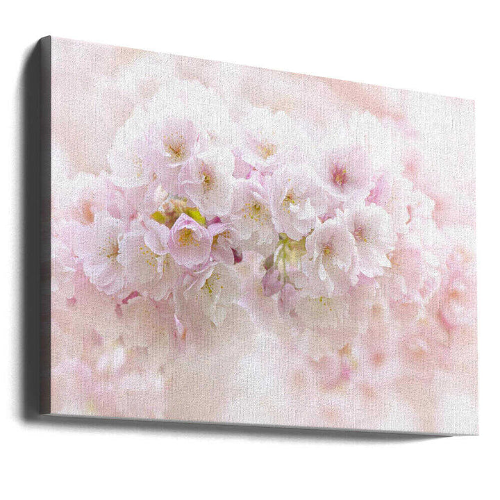 Soft Pink Blossoms - Floral Photographic Stretched Canvas Poster or Fine Art Print