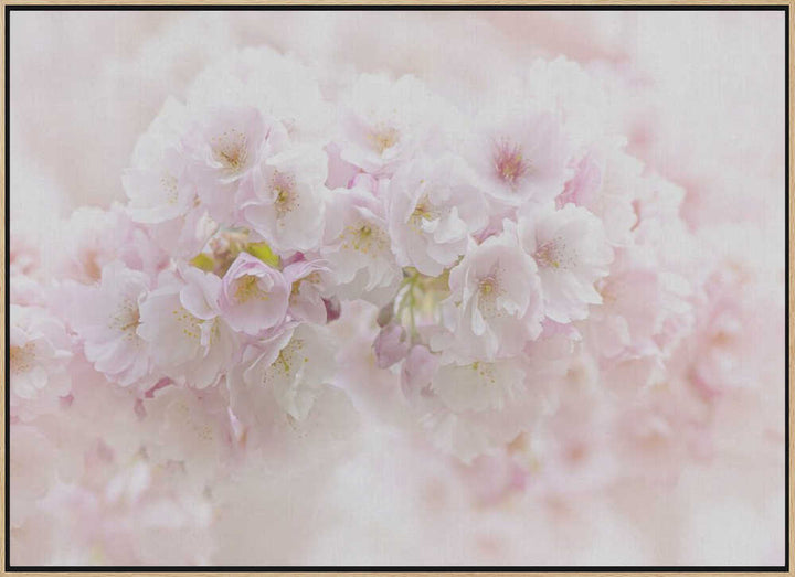 Soft Pink Blossoms - Floral Photographic Stretched Canvas Poster or Fine Art Print