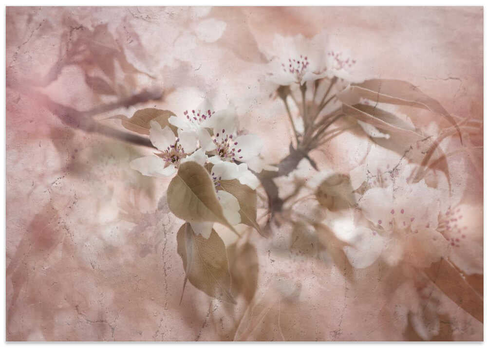 Soft Pink Blossoms - Floral Photographic Stretched Canvas Poster or Fine Art Print