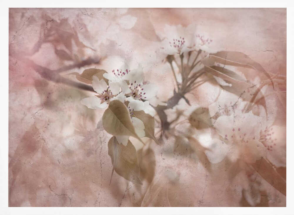 Soft Pink Blossoms - Floral Photographic Stretched Canvas Poster or Fine Art Print