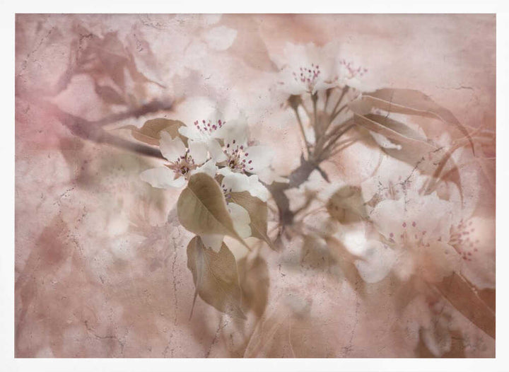 Soft Pink Blossoms - Floral Photographic Stretched Canvas Poster or Fine Art Print