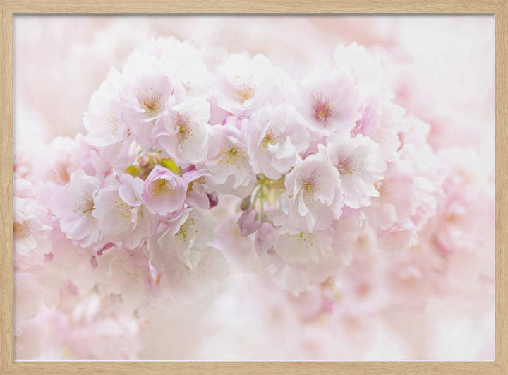 Soft Pink Blossoms - Floral Photographic Stretched Canvas Poster or Fine Art Print
