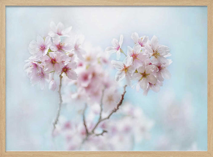 Soft Pink Cherry Blossoms - Stretched Canvas Poster or Fine Art Print