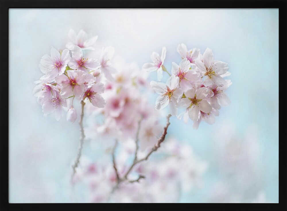 Soft Pink Cherry Blossoms - Stretched Canvas Poster or Fine Art Print
