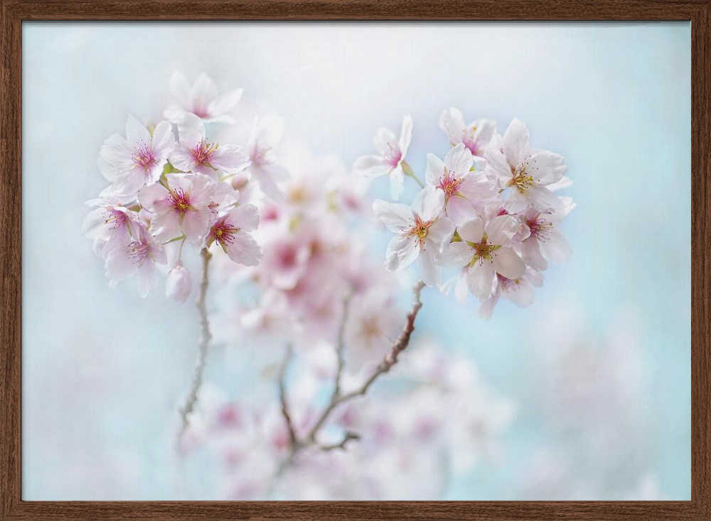 Soft Pink Cherry Blossoms - Stretched Canvas Poster or Fine Art Print