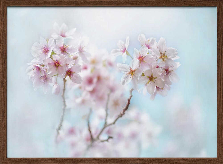 Soft Pink Cherry Blossoms - Stretched Canvas Poster or Fine Art Print
