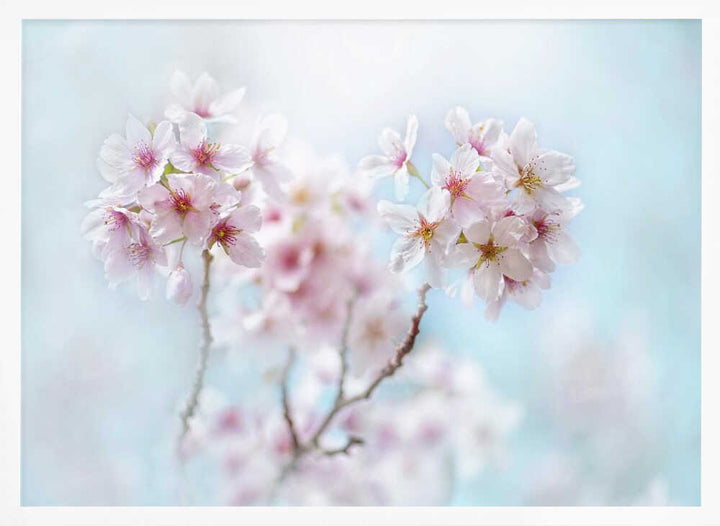 Soft Pink Cherry Blossoms - Stretched Canvas Poster or Fine Art Print