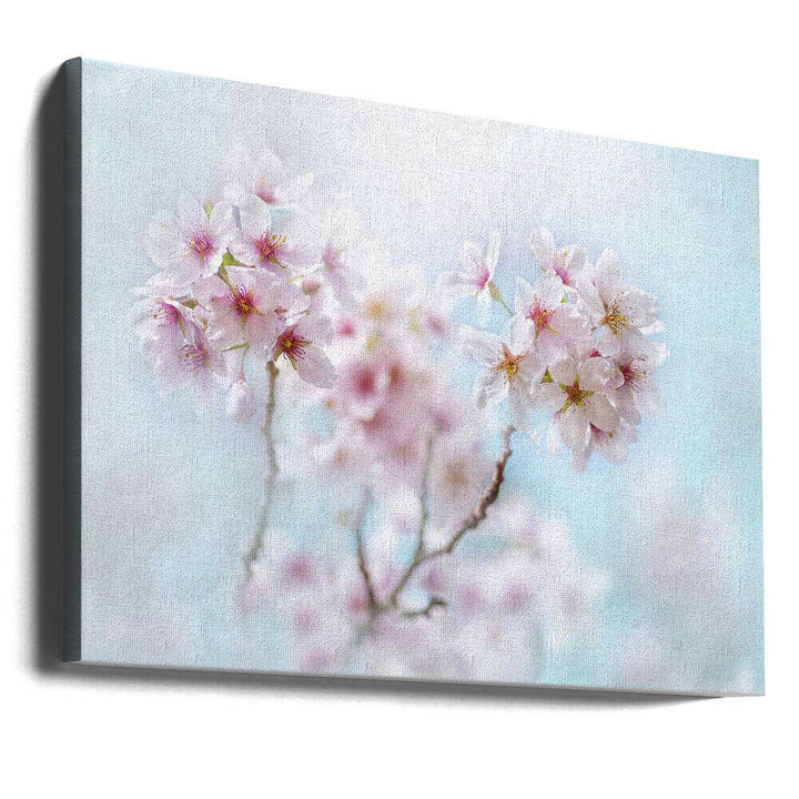 Soft Pink Cherry Blossoms - Stretched Canvas Poster or Fine Art Print