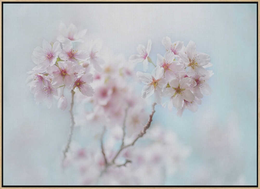 Soft Pink Cherry Blossoms - Stretched Canvas Poster or Fine Art Print