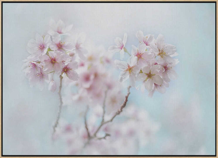 Soft Pink Cherry Blossoms - Stretched Canvas Poster or Fine Art Print
