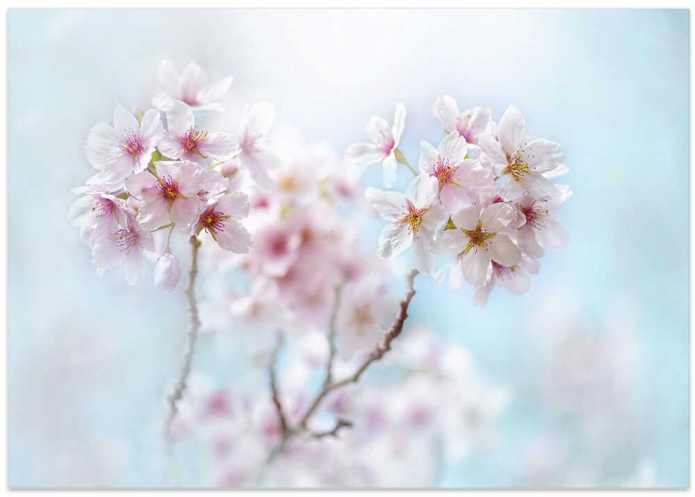 Soft Pink Cherry Blossoms - Stretched Canvas Poster or Fine Art Print