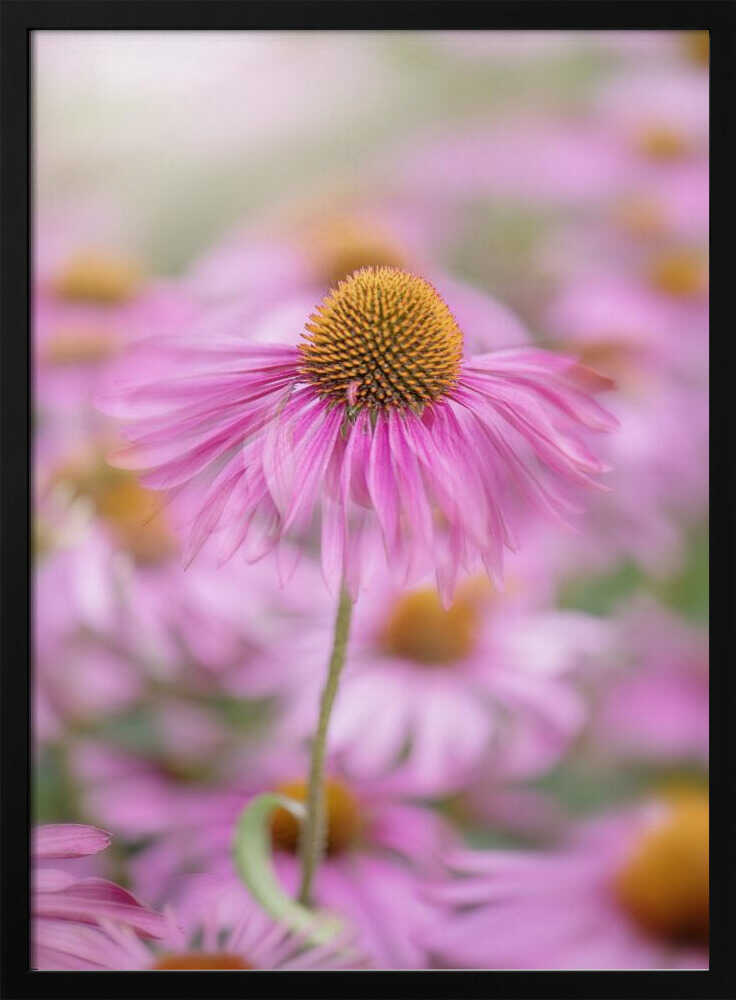 Soft Pink Coneflower - Floral Photographic Stretched Canvas Poster or Fine Art Print