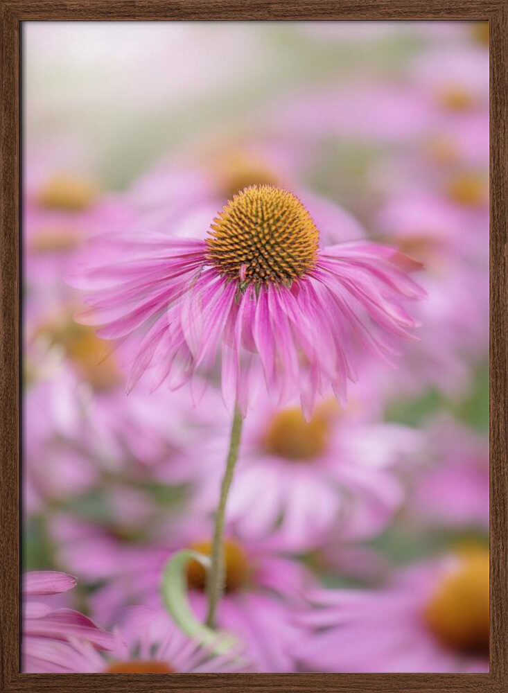 Soft Pink Coneflower - Floral Photographic Stretched Canvas Poster or Fine Art Print
