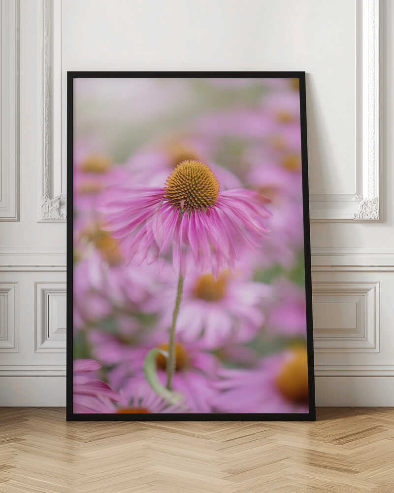 Soft Pink Coneflower - Floral Photographic Stretched Canvas Poster or Fine Art Print