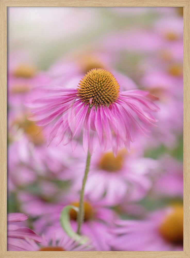 Soft Pink Coneflower - Floral Photographic Stretched Canvas Poster or Fine Art Print