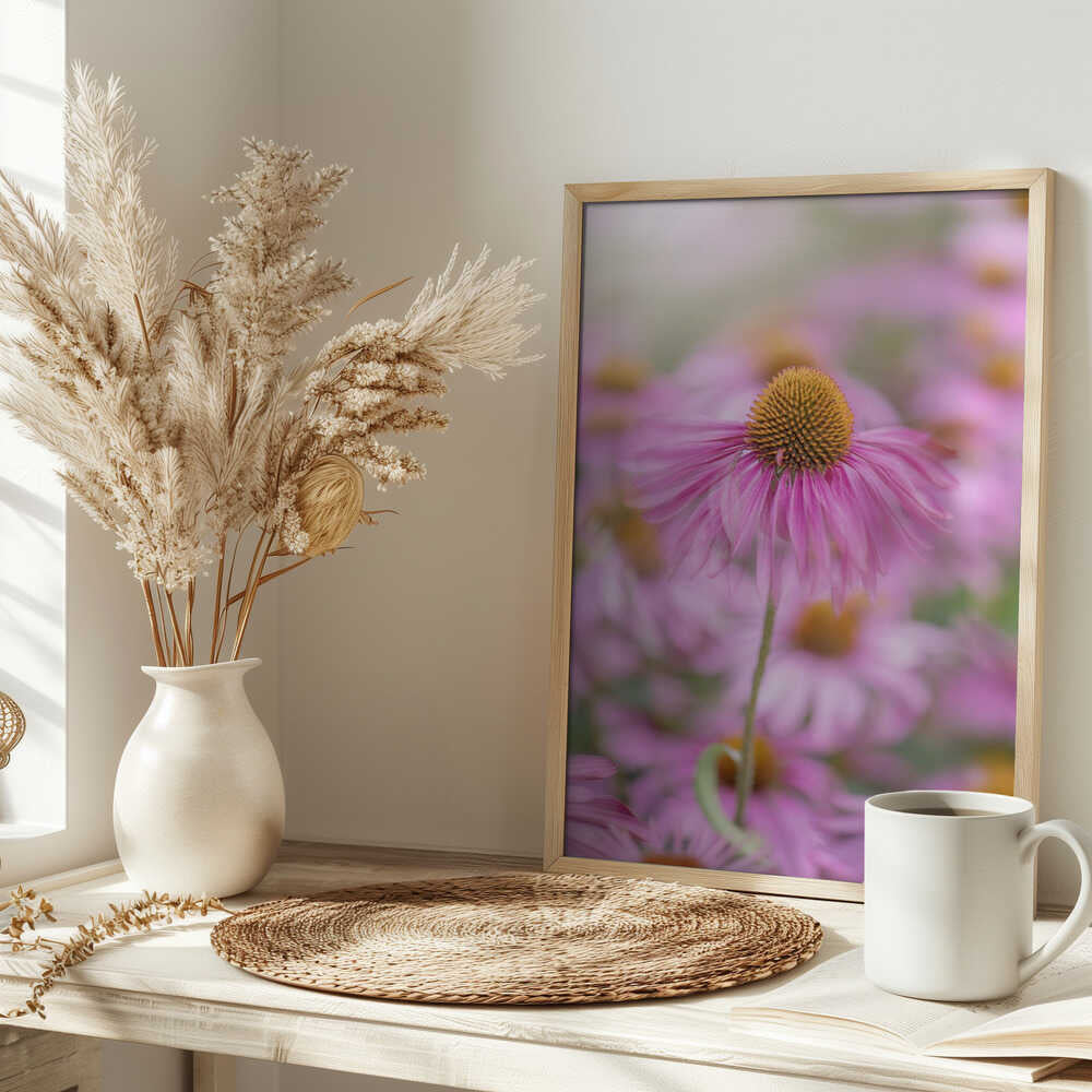Soft Pink Coneflower - Floral Photographic Stretched Canvas Poster or Fine Art Print