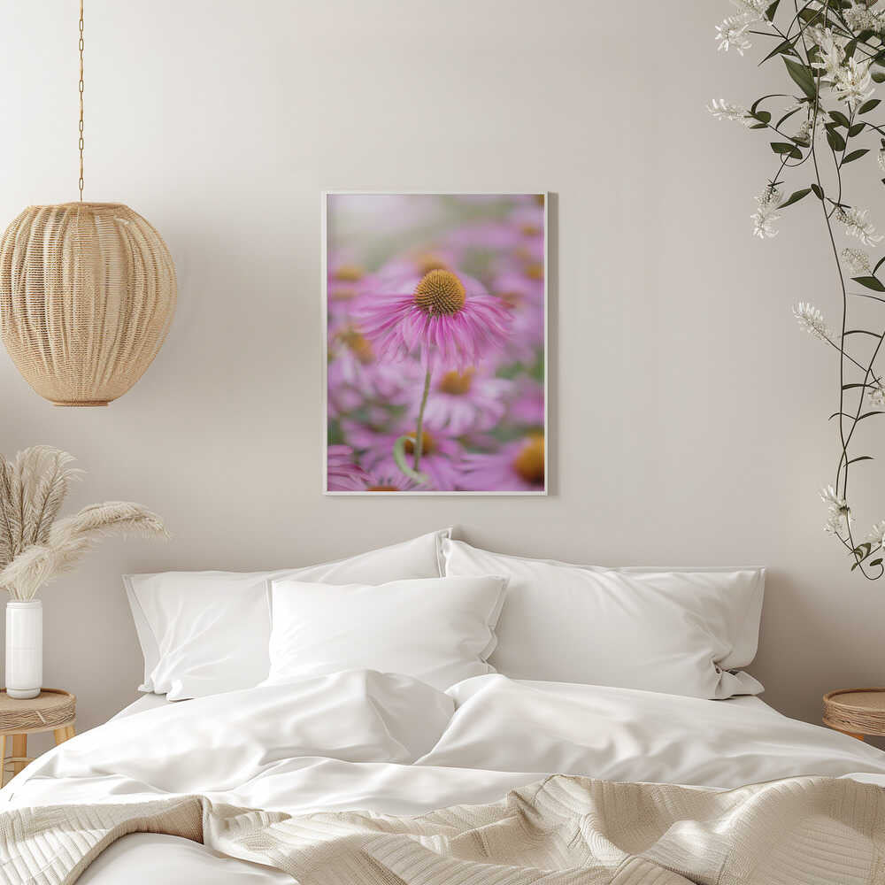 Soft Pink Coneflower - Floral Photographic Stretched Canvas Poster or Fine Art Print