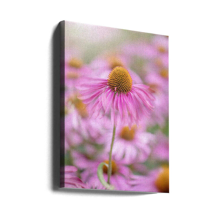 Soft Pink Coneflower - Floral Photographic Stretched Canvas Poster or Fine Art Print