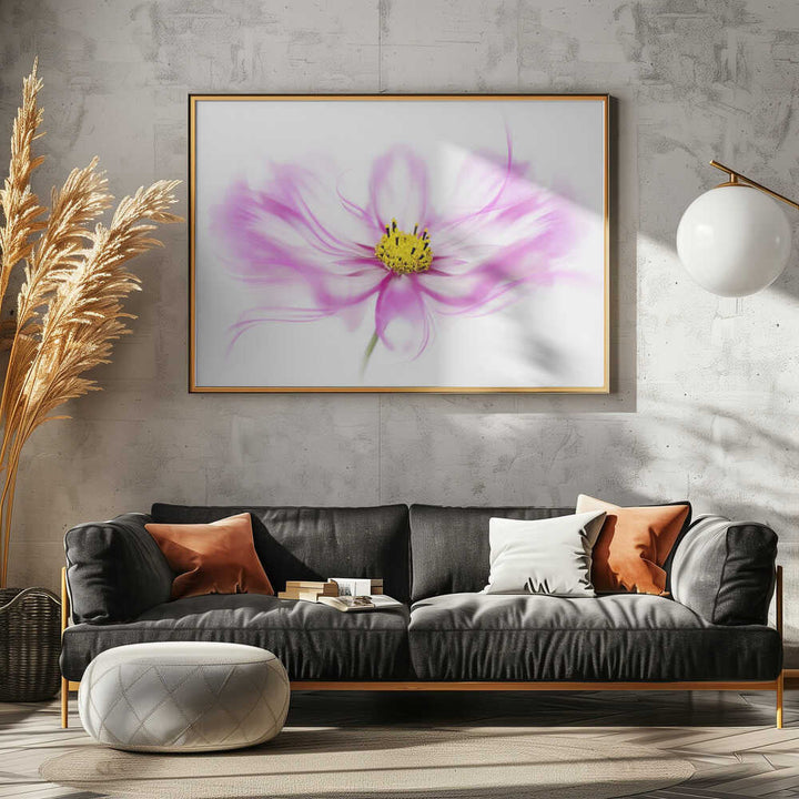 Soft Pink Cosmos Bloom - Floral Photographic Stretched Canvas Poster or Fine Art Print