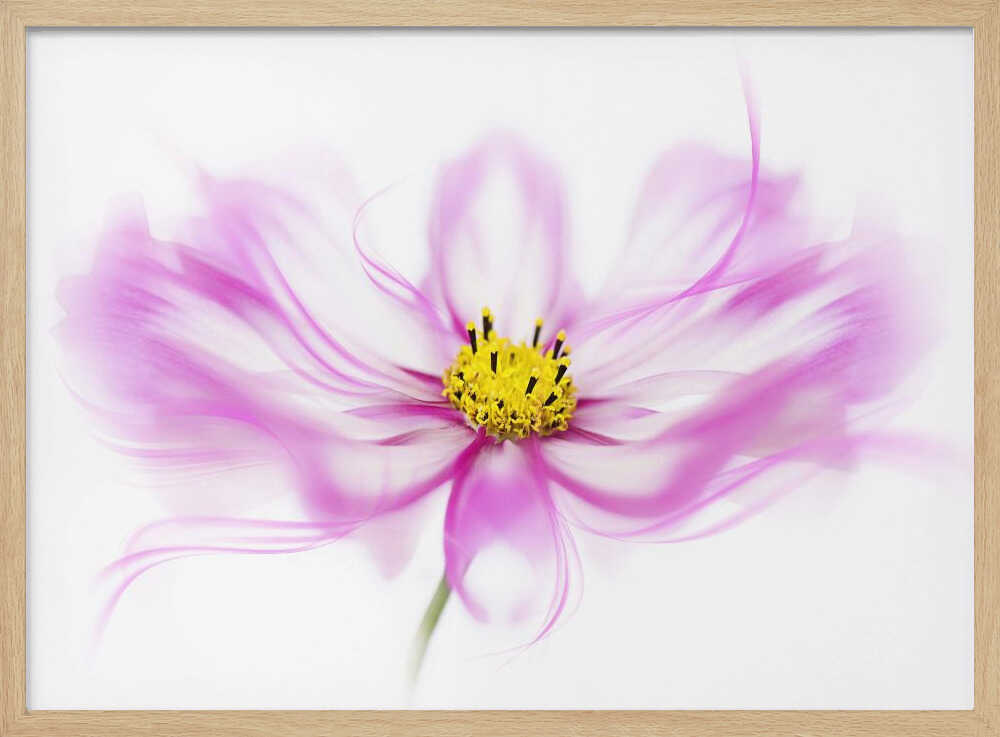 Soft Pink Cosmos Bloom - Floral Photographic Stretched Canvas Poster or Fine Art Print