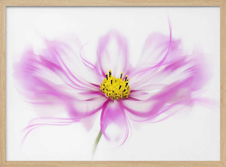 Soft Pink Cosmos Bloom - Floral Photographic Stretched Canvas Poster or Fine Art Print