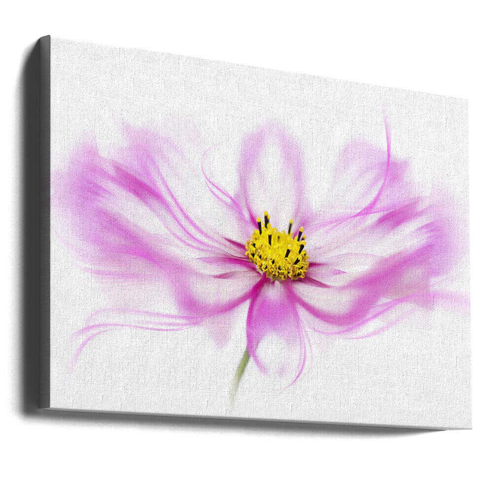 Soft Pink Cosmos Bloom - Floral Photographic Stretched Canvas Poster or Fine Art Print