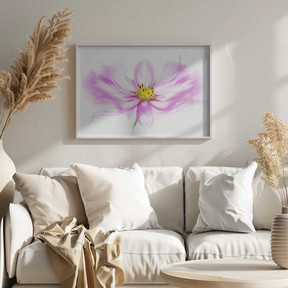 Soft Pink Cosmos Bloom - Floral Photographic Stretched Canvas Poster or Fine Art Print