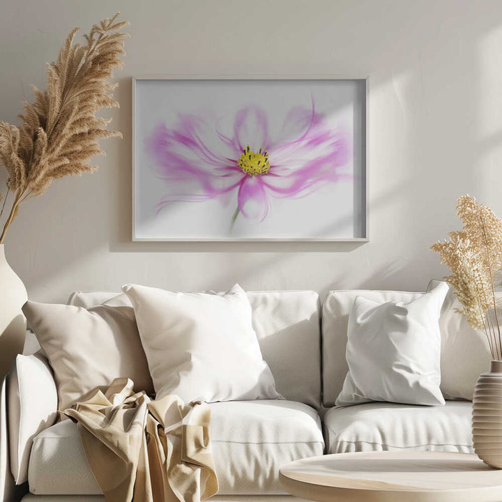 Soft Pink Cosmos Bloom - Floral Photographic Stretched Canvas Poster or Fine Art Print
