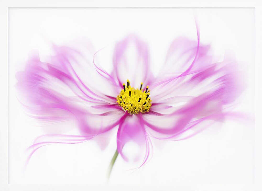 Soft Pink Cosmos Bloom - Floral Photographic Stretched Canvas Poster or Fine Art Print