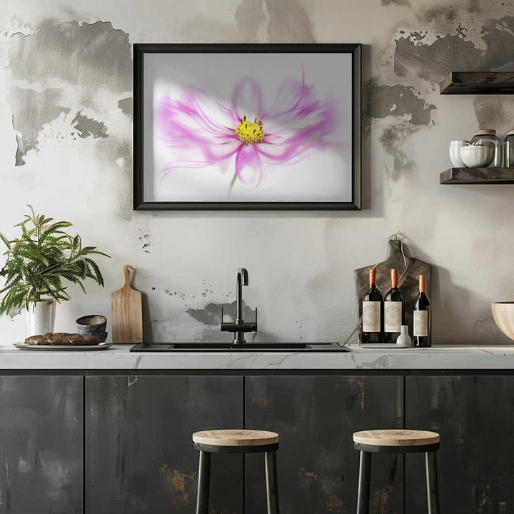 Soft Pink Cosmos Bloom - Floral Photographic Stretched Canvas Poster or Fine Art Print