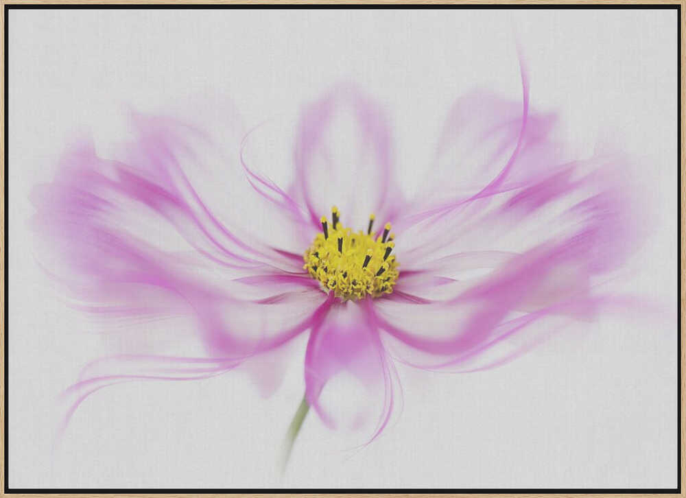 Soft Pink Cosmos Bloom - Floral Photographic Stretched Canvas Poster or Fine Art Print