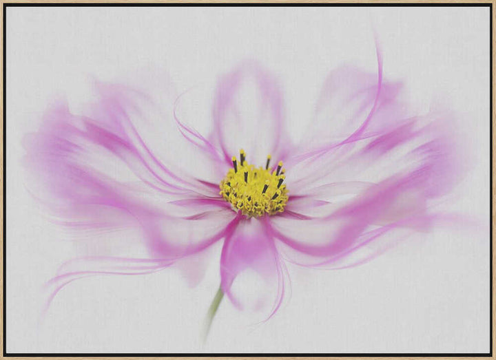 Soft Pink Cosmos Bloom - Floral Photographic Stretched Canvas Poster or Fine Art Print