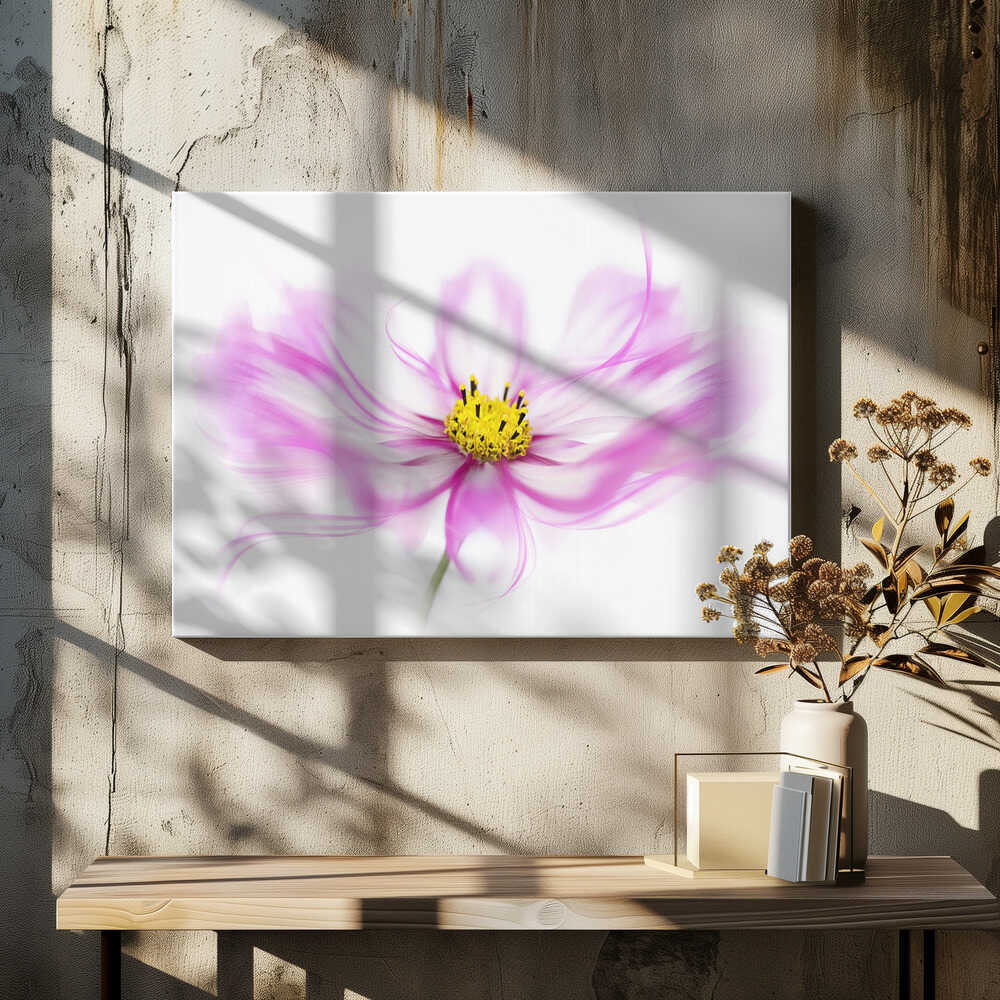 Soft Pink Cosmos Bloom - Floral Photographic Stretched Canvas Poster or Fine Art Print