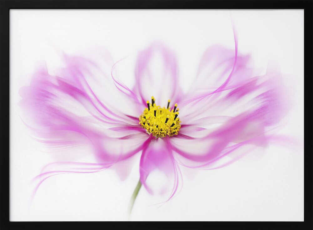 Soft Pink Cosmos Bloom - Floral Photographic Stretched Canvas Poster or Fine Art Print
