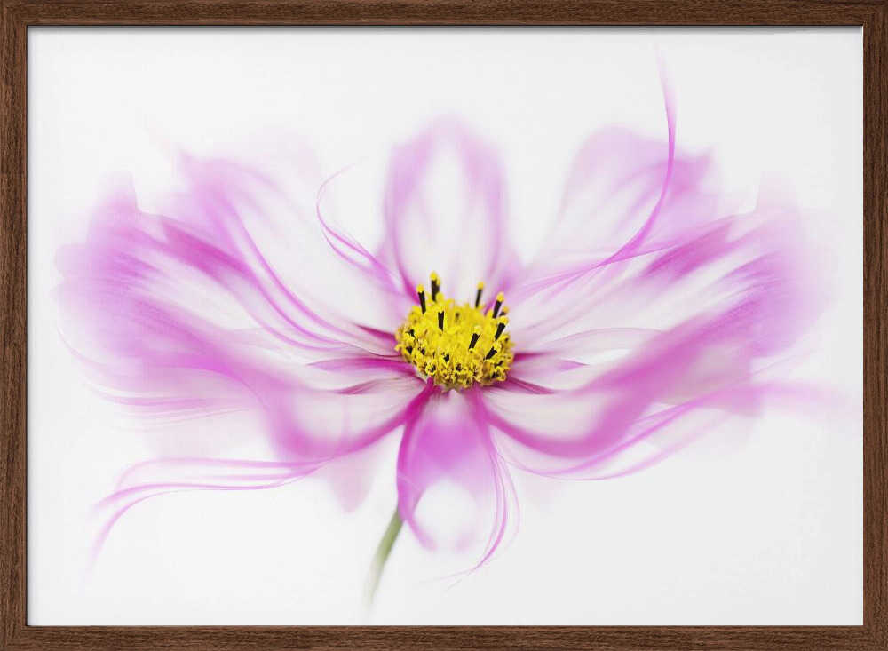 Soft Pink Cosmos Bloom - Floral Photographic Stretched Canvas Poster or Fine Art Print