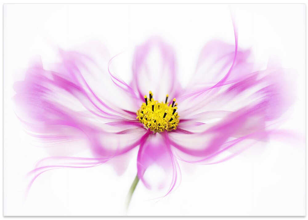 Soft Pink Cosmos Bloom - Floral Photographic Stretched Canvas Poster or Fine Art Print