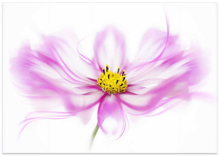Soft Pink Cosmos Bloom - Floral Photographic Stretched Canvas Poster or Fine Art Print