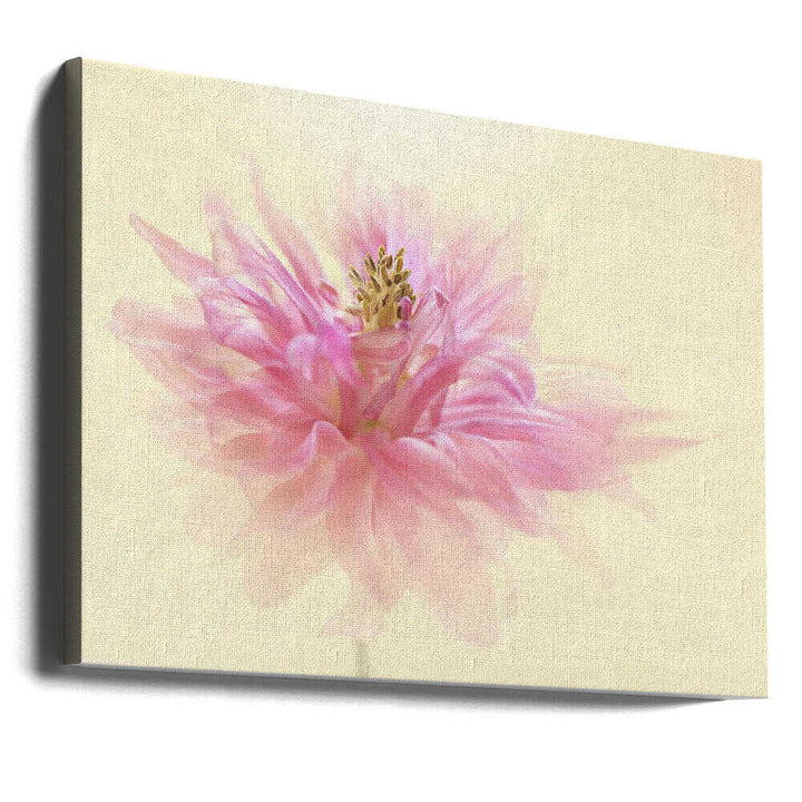 Soft Pink Dahlia - Floral Photographic Stretched Canvas Poster or Fine Art Print