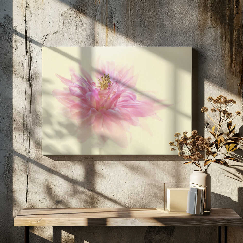 Soft Pink Dahlia - Floral Photographic Stretched Canvas Poster or Fine Art Print